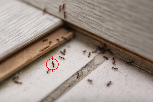 Best Exterminator Services  in Gervais, OR